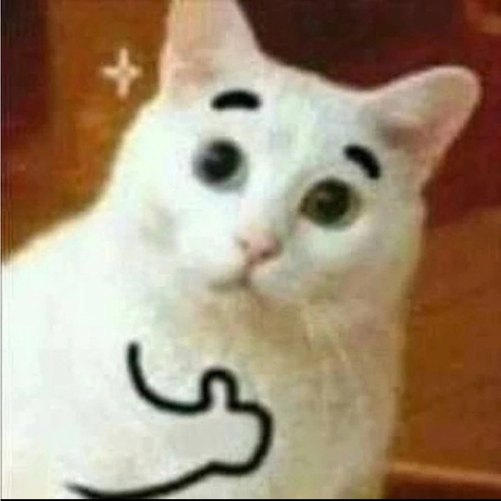 Kitty